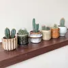 Małe kaktusy - 6 szt - Cactus - Wysokość 5-10cm - ⌀5,5cm Podgląd zdjęcia produktu 5