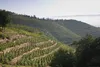 E. Guigal Côtes-du-Rhône Blanc Rhone 2024 Wein ( 1 x 0.75 L Produktbild-Vorschau 6