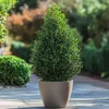 Houx crenelé - Ilex crenata 'Jenny' - Hauteur 55-65cm - Voir les images du produit 6