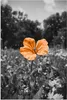 MuchoWow® Poster Blumen - Schwarz - Weiß - Orange 80x120 cm Produktbild-Vorschau 1