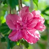 Green boutiQ - Arbre à tige - Hibiscus syriacus Magenta Voir les images du produit 5