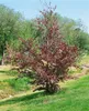 Blutbuche Purpurea 60-100 cm, im Topf - Fagus sylvatica Produktbild-Vorschau 9