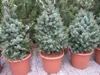 Picea omorika Zuckerhut - Serbische Fichte Zuckerhut - Produktbild-Vorschau 2