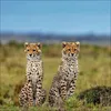 Korsch Kalender 2027 Big Cats Wildlife-Fotografien mit Produktbild-Vorschau 8