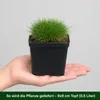 Stauden Gänge 1 x Festuca gautieri - Bärenfellgras - Produktbild-Vorschau 5