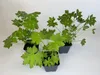 75 Stück, Topf 9cm, Bodendecker Geranium macrorrhizum Produktbild-Vorschau 1