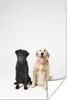 MuchoWow® Poster Zwei Labrador Retriever zusammen im Studio Produktbild-Vorschau 1