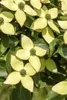 Cornus kousa 'Wieting's Select', Japanischer Produktbild-Vorschau 2