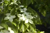 Cornus kousa 'Wieting's Select', Japanischer Produktbild-Vorschau 4