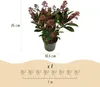 Skimmia japonica Rubella - Blüte Rot - 10+ Blüten - 2 Produktbild-Vorschau 3