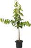 A potted young cherry tree with green leaves and two wooden stakes supporting the trunk, set against a white background. Produktbild-Vorschau