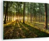 Bilder auf glas - Wald grün Sonnenstrahlen Natur - 70x50cm Produktbild-Vorschau 1