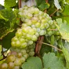 Traubenpflanze - 3 Stk - Vitis vinifera - Höhe 25-40cm - Produktbild-Vorschau 3