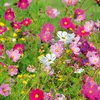 Cosmea Schmuckkörbchen Sensation Mix Samen - Cosmos Produktbild-Vorschau 3