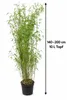 Fargesia Jiuzhaigou 1 bambus, 140–200 cm hoog, in een pot Productafbeelding-voorbeeld 5