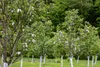 A row of young fruit trees with white painted trunks and some white blossoms, set against a backdrop of lush green trees and foliage. Náhled obrázku produktu