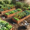 A garden with raised garden beds filled with various vegetables and some flowers. Voir les images du produit