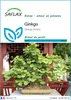 SAFLAX  - Ginkgo - 4 graines - Ginkgo Voir les images du produit 1