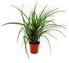 Mini-Bromelien-Set "Nature's Touch" - 4 Pflanzen mit Produktbild-Vorschau 7