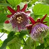 Semená Passiflora Quadrangularis - balenie 5 ks - Exotické Náhľad obrázku produktu 5