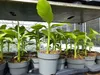 Bananenstaude 4 Stück Musa Basjoo 60 - 80 cm winterhart Produktbild-Vorschau 5