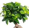 Chinesische Feige - pflegeleichte Zimmerpflanze, Ficus Produktbild-Vorschau 3