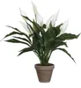 Spathiphyllum - Vert, Blanc Voir les images du produit 4