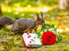 CALVENDO Puzzle Das Eichhörnchen wünscht alles Gute! 2000 Produktbild-Vorschau 1