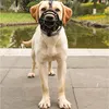 PETSTORY Gummi-Hundemaulkorb M - Sicher & Komfortabel Produktbild-Vorschau 10