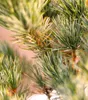 Borovica japonská Pinus parviflora Negishi 25 - 30 cm Náhľad obrázku produktu 2