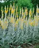 Verbascum bombyciferum 'Polarsommer', silbrig, ca. 9x9 cm Produktbild-Vorschau 1