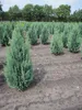 Chamaecyparis lawsoniana 'Columnaris' - Blaue Produktbild-Vorschau 2