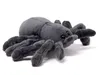 Cornelissen - Doudou - Araignée Tarantula Voir les images du produit 1