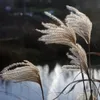Bloomique - Lot de 3 - Miscanthus Sinensis - Roseau fleuri Voir les images du produit 4