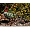 A metal peacock garden ornament is placed in a garden setting with plants and gravel. Produktbild-Vorschau