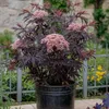Sureau noir - Set de 2 - Sambucus nigra 'Black Lace' - Voir les images du produit 5
