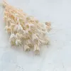 Orientalische Schwarzkümmelblume Getrocknete - (Nigella Produktbild-Vorschau 4