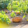 Set da 40 pali da giardino in bambù Relaxdays, 120 cm, Anteprima dell’immagine prodotto 2