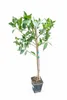 Citrus latifolia 120-140 - Świeża limonka perska | Limonka Podgląd zdjęcia produktu 1