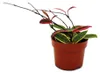 Hoya carnosa „Flamingo Dream“ – Kletternde Zimmerpflanze Produktbild-Vorschau 4