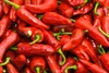 SAFLAX Anzucht Set - BIO - Chili - Barak - Capsicum annuum Produktbild-Vorschau 8