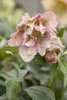 Helleborus x orientalis 'Ballard', Lenzrose, ca. 11x11 cm Produktbild-Vorschau 1