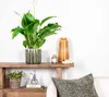 Bloomique - Spathiphyllum Torelli - Friedenslilie - Produktbild-Vorschau 4