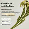 ABIB (Collagen Eye Patch Jericho Rose Jelly) – Augenmaske Produktbild-Vorschau 2