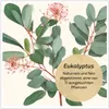 MenthaVigo Lungenkraut & Eukalyptus Kapseln - 11 Produktbild-Vorschau 5