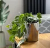A potted plant with silver leaves sits on a wooden table, with a blurred background of a radiator and patterned fabric. Produktbild-Vorschau