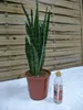 [Palmenlager] Sansevieria "zeylanica" 70/80 cm - Pot 21 cm Produktbild-Vorschau 2
