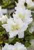 Rhododendron obtusum 'Schneeperle', weiß, 15–20 cm Produktbild-Vorschau 3
