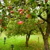 Odpuzovač zvířat řízený pohybem Odpuzovač zvířat na baterie Náhled obrázku produktu 15