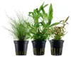 Pflanzen Set mit 3 Einsteiger Topf Aquarium Wasserpflanzen Produktbild-Vorschau 1
